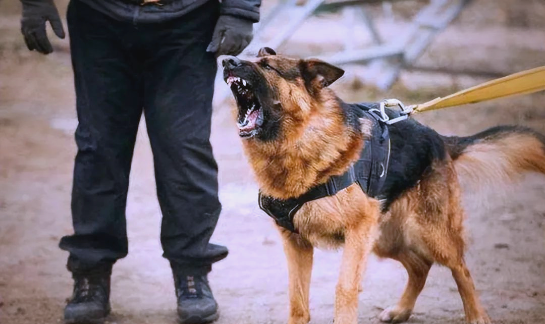 转折点法兰克福再遭质疑，社区盾冲刺阶段攻防权衡，目标明确，资深球员宣示担当(二战中欧洲战场的重要转折点是什么)